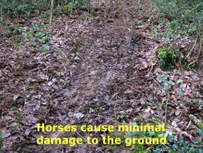 Horses cause minimal damage